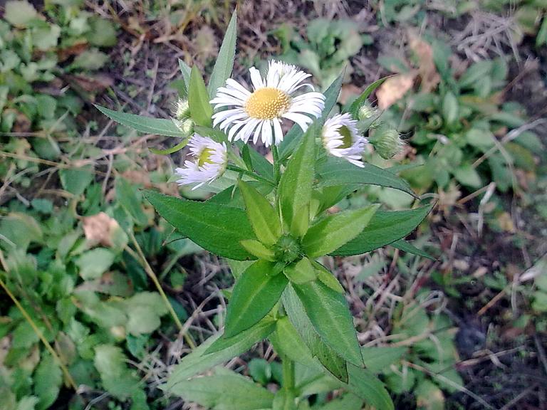 Erigeron annuus